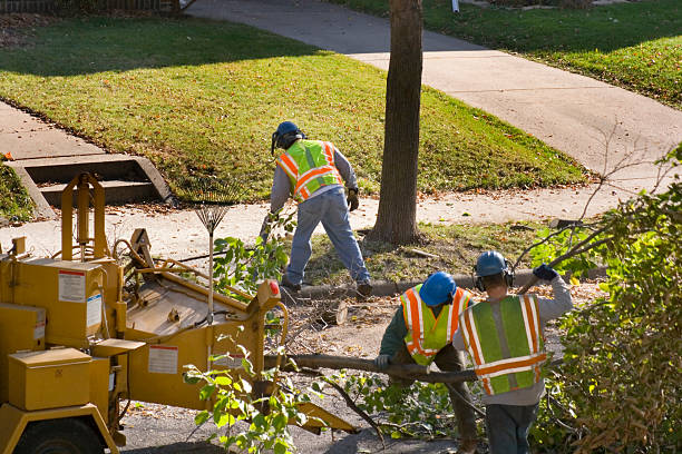 How Our Tree Care Process Works  in Fort Morgan, CO